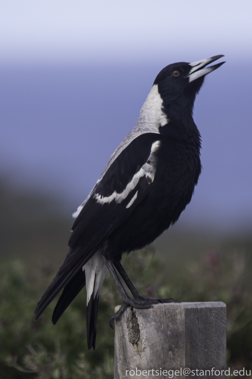 australian magpie